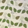 Тканина 55% льон 45% бавовна 160 г/м² 1,5 м 1 м принт Green leaf of Bodhi