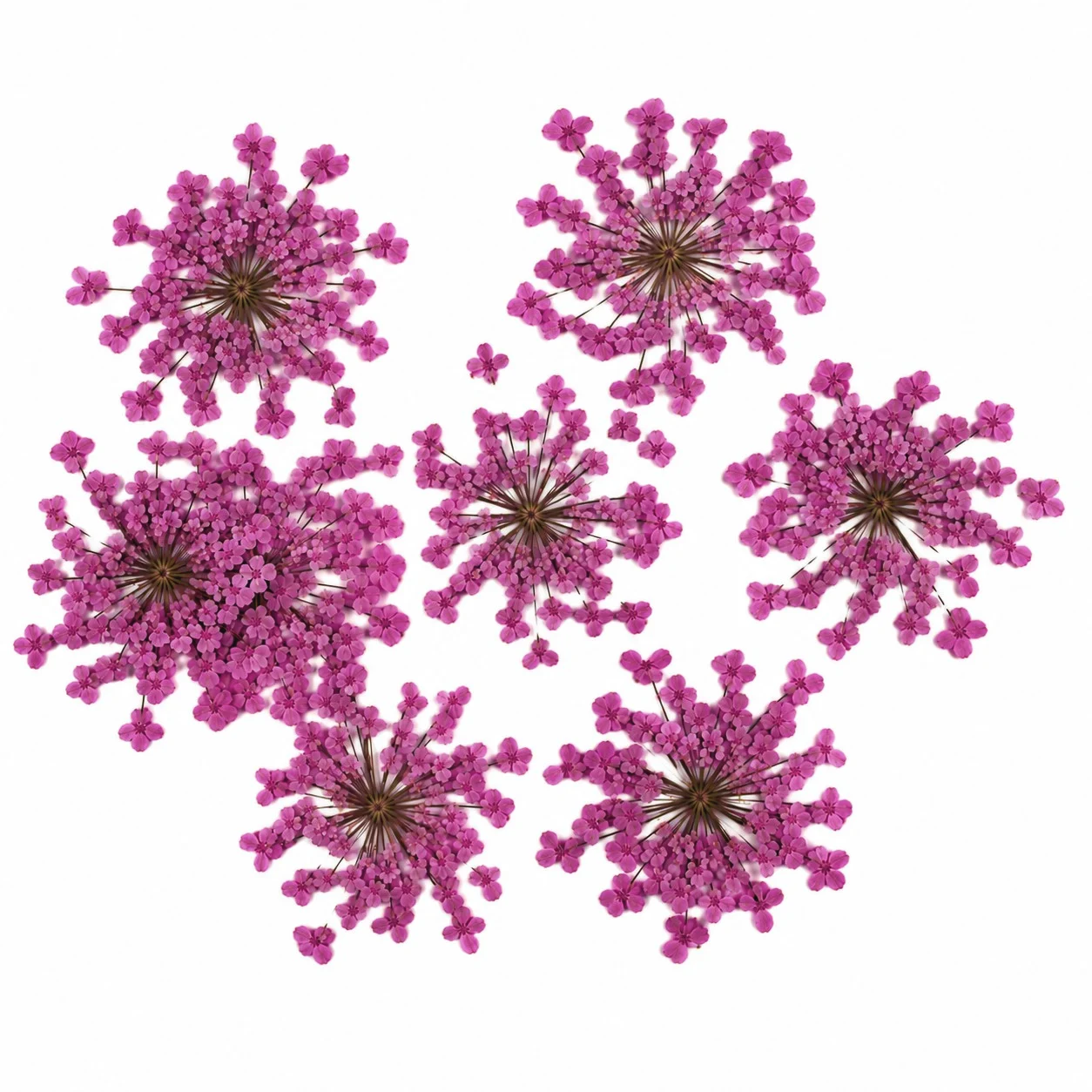 Маленькі квіти (сухоцвіти) пресовані 15-18 мм ±45 шт. Рожевий